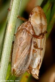 Attēlu rezultāti vaicājumam “Neophilaenus lineatus”