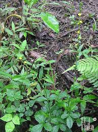 Attēlu rezultāti vaicājumam “Agrimonia pilosa leaf”