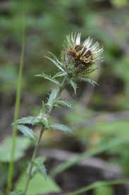 Attēlu rezultāti vaicājumam “Carlina biebersteinii”