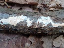 Attēlu rezultāti vaicājumam “Junghuhnia pseudozilingiana”