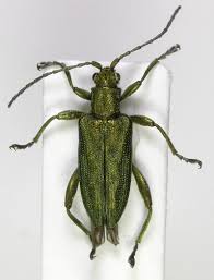 Attēlu rezultāti vaicājumam “Donacia”