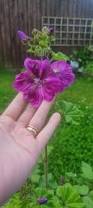 Image result for Malva sylvestris var. mauritiana