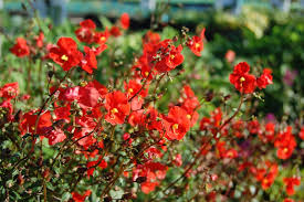 Image result for Alonsoa linearis