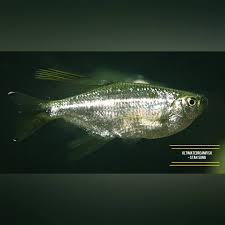 Attēlu rezultāti vaicājumam “Tetratoma ancora”