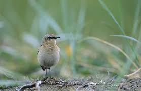 Attēlu rezultāti vaicājumam “Oenanthe oenanthe juvenile”