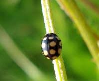 Attēlu rezultāti vaicājumam “Coccinula quatuordecimpustulata”