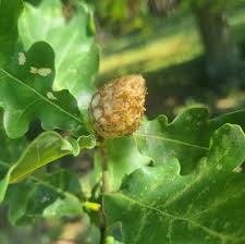 Attēlu rezultāti vaicājumam “Andricus foecundatrix”