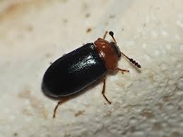 Attēlu rezultāti vaicājumam “Tetratoma fungorum”