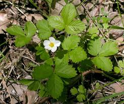 Image result for Fragaria vesca