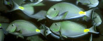Image result for Acanthurus chirurgus
