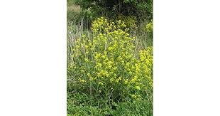 Attēlu rezultāti vaicājumam “Bunias orientalis bud”