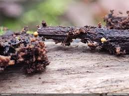 Attēlu rezultāti vaicājumam “Diderma ochraceum macro”