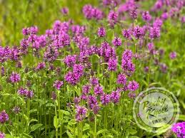 Attēlu rezultāti vaicājumam “Stachys officinalis bud”