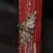 Attēlu rezultāti vaicājumam “Biston betularia”