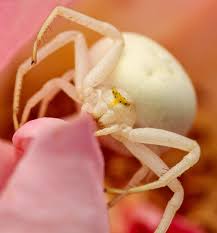 Attēlu rezultāti vaicājumam “Misumena vatia”