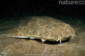 Image result for Squatina squatina