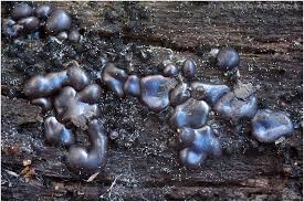 Attēlu rezultāti vaicājumam “Dianema depressum spores”