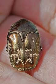 Attēlu rezultāti vaicājumam “Liocola lugubris”