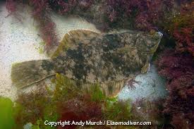 Image result for Pseudopleuronectes americanus