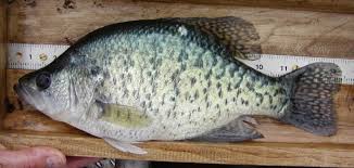 Image result for Pomoxis annularis