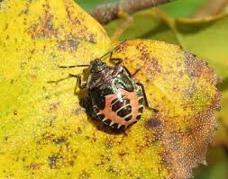 Attēlu rezultāti vaicājumam “Troilus luridus”