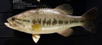 Image result for Micropterus