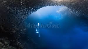 Image result for Blue Water Freediving School