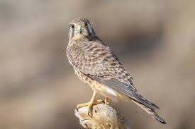 Attēlu rezultāti vaicājumam “Falco tinnunculus”