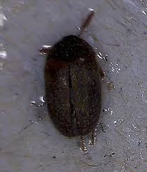 Attēlu rezultāti vaicājumam “Attagenus smirnovi”