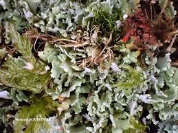 Attēlu rezultāti vaicājumam “Cladonia caespiticia”