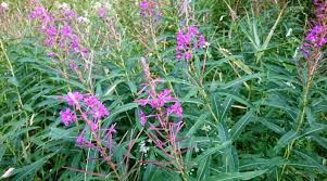 Attēlu rezultāti vaicājumam “Epilobium angustifolium fruit”