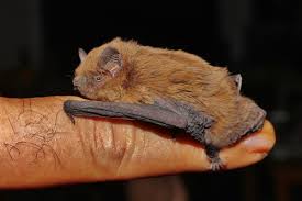Attēlu rezultāti vaicājumam “Pipistrellus pygmaeus”
