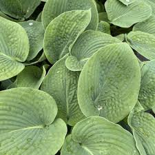 Image result for Hosta sieboldiana 'Elegans'