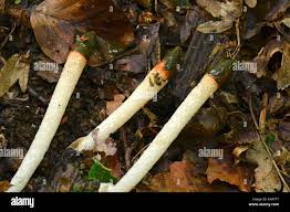 Attēlu rezultāti vaicājumam “Mutinus caninus”