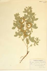 Attēlu rezultāti vaicājumam “Leguminosae”