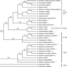 Attēlu rezultāti vaicājumam “Poa remota bud”