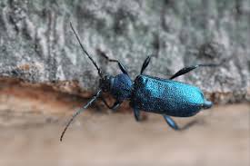 Attēlu rezultāti vaicājumam “Callidium violaceum”