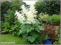 Image result for Aruncus dioicus