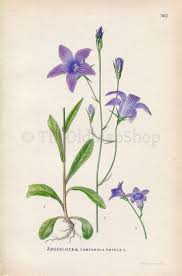 Image result for Campanula patula
