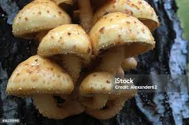 Attēlu rezultāti vaicājumam “Pholiota aurivella”