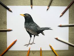 Attēlu rezultāti vaicājumam “Turdus merula male”