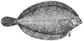 Image result for Glyptocephalus cynoglossus