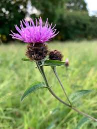Image result for Centaurea nigra