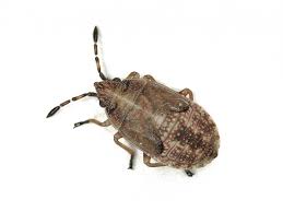 Attēlu rezultāti vaicājumam “Kleidocerys resedae”