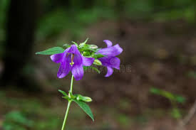 Attēlu rezultāti vaicājumam “Campanula trachelium flower”