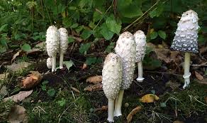 Attēlu rezultāti vaicājumam “fungi”