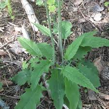 Attēlu rezultāti vaicājumam “Hieracium murorum leaf”