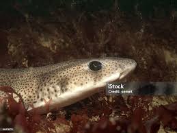Image result for Scyliorhinus canicula
