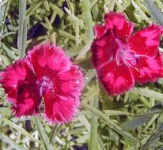 Attēlu rezultāti vaicājumam “Dianthus arenarius flower”