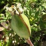 Attēlu rezultāti vaicājumam “Tulipa sylvestris fruit”